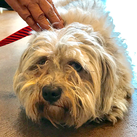 Disheveled Dog