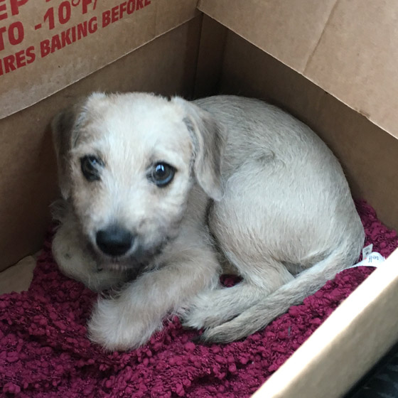 Dog in Box